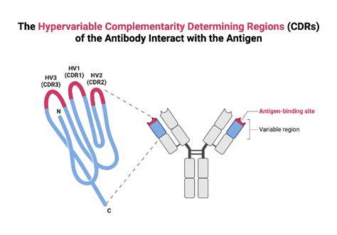 Complementarity Determining Region
