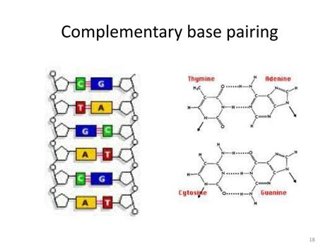 Complementary Base Pairing