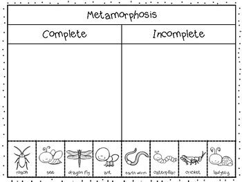 Complete And Incomplete Metamorphosis Teacher Worksheets Complete And Incomplete Metamorphosis Worksheet - Complete And Incomplete Metamorphosis Worksheet
