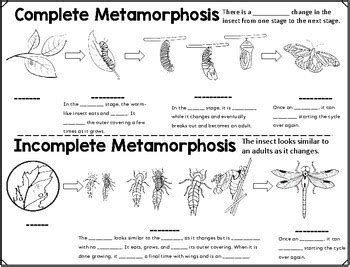 Complete And Incomplete Metamorphosis Worksheet Tpt Complete And Incomplete Metamorphosis Worksheet - Complete And Incomplete Metamorphosis Worksheet