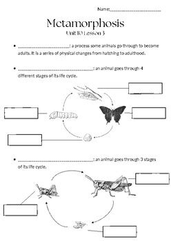 Complete And Incomplete Metamorphosis Worksheets Learny Kids Complete And Incomplete Metamorphosis Worksheet - Complete And Incomplete Metamorphosis Worksheet