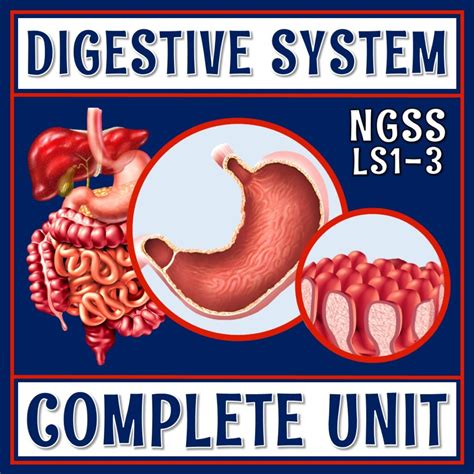 Complete Digestive System Unit Flying Colors Science Digestive System Coloring Key - Digestive System Coloring Key