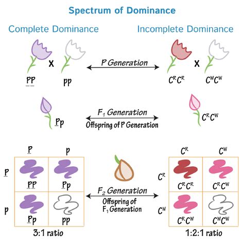 complete dominance incomplete dominance codominance