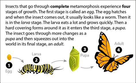 Complete Metamorphosis Definition And Examples Biology Dictionary Complete And Incomplete Metamorphosis Worksheet - Complete And Incomplete Metamorphosis Worksheet