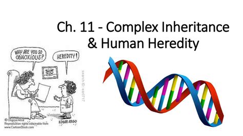 Complex Inheritance And Human Heredity Answer Key