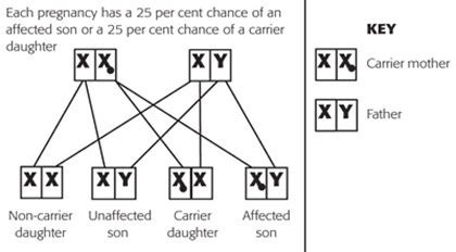Complex Inheritance Patterns 188 Plays Quizizz Complex Inheritance Worksheet Answers - Complex Inheritance Worksheet Answers