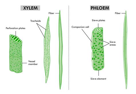 Complex Permanent Tissue