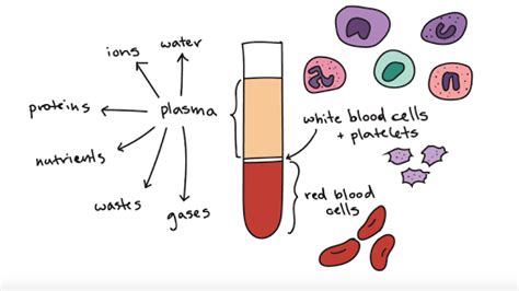 Components Of Blood Article Khan Academy Blood Flow Science - Blood Flow Science