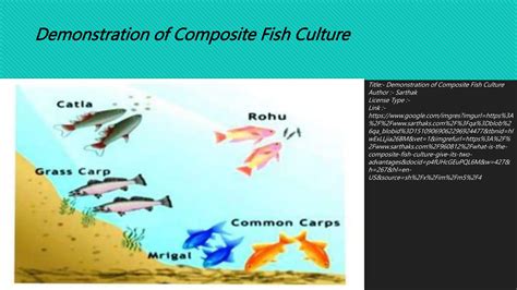 Composite Fish Culture