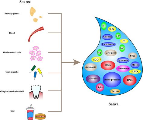 Composition Of Saliva
