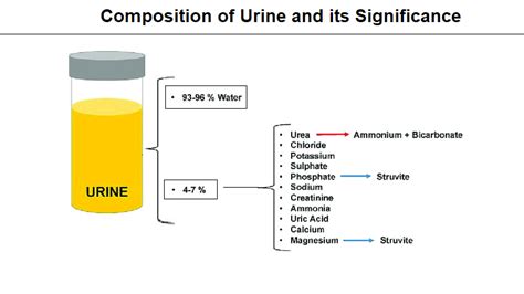 Composition Of Urine