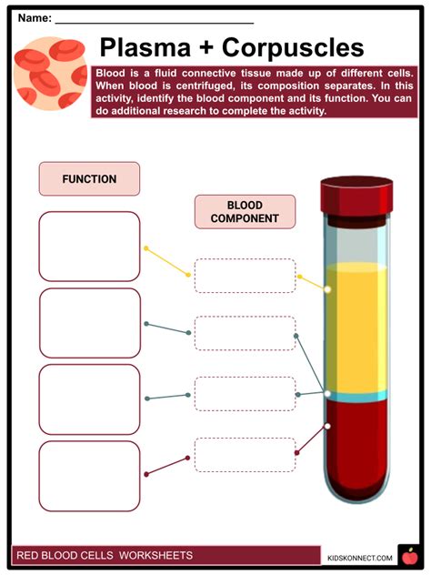 Full Download Composition And Functions Of Blood Worksheet Answers 