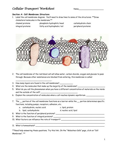 Full Download Composition Of The Cell Membrane Functions Worksheet Answer 