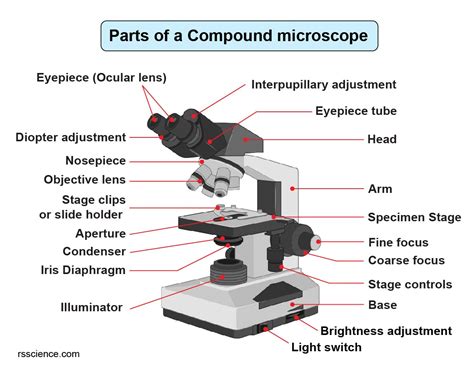 Compound Labeled Microscope