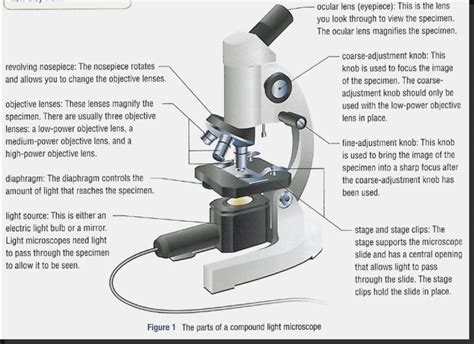 Compound Light Microscope Functions Basics Mdash Printable Compound Light Microscope Worksheet Answers - Compound Light Microscope Worksheet Answers