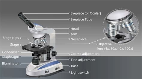 Compound Light Microscope Parts