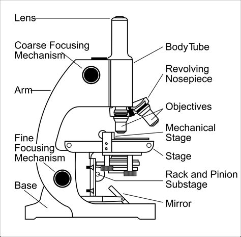 Compound Microscope Drawing