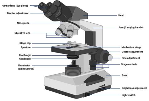 Compound Microscope Principle Parts Diagram Definition Compound Light Microscope Worksheet Answers - Compound Light Microscope Worksheet Answers