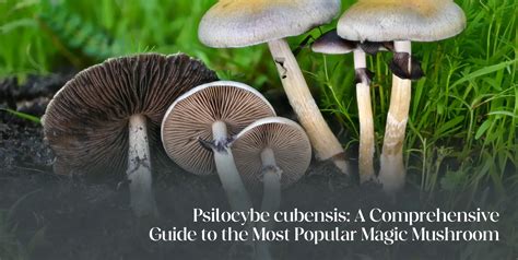 Comprehensive Guide To Magic Mushroom An Informat