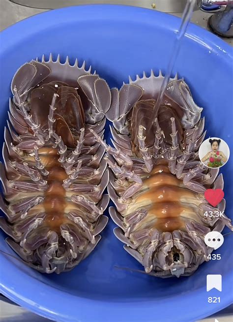 con bọ biển | B bin l con g Gi b