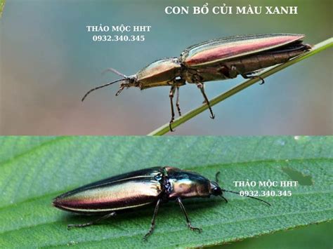 con bổ củi | Con b ci Gi Tt Min Ph