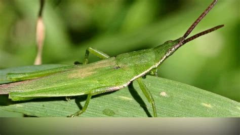 con cào cào | Con Co Co NhacCuaTui