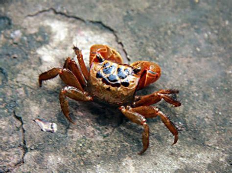 con cáy | Con cy l con g Con cy