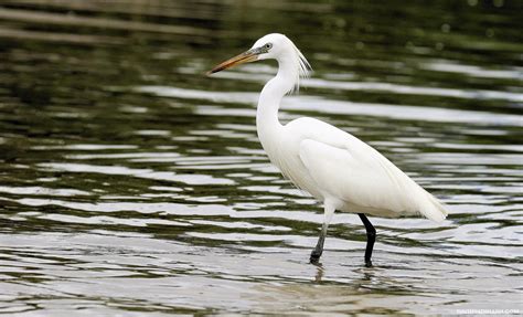 con cò | Con C Tng Dng NHACVN