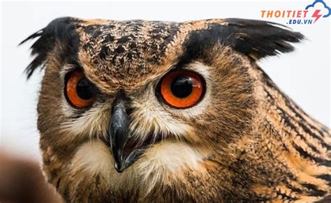 con cú mèo | Khm ph v p ca chim C