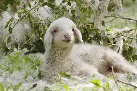 con cừu | Con cu Tin tc mi nht 24h