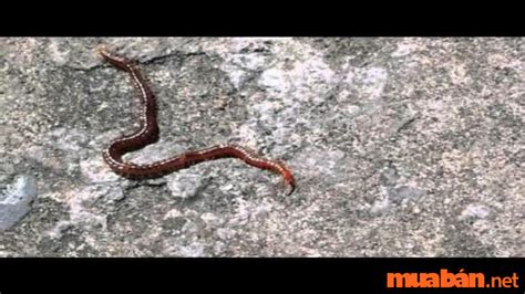 con giời | Gii leo l g Nguyn nhn v