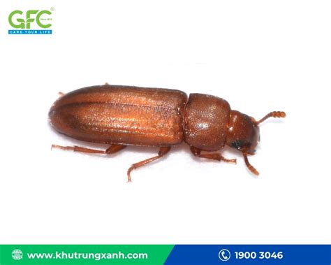 con mọt | Tm hiu cc loi mt ph bin