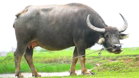 con trâu | Hnh tng con tru trong vn ha