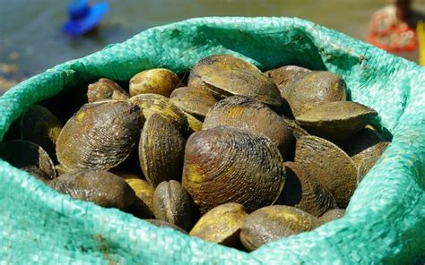 con vọp | Con vp l con g Kho nng