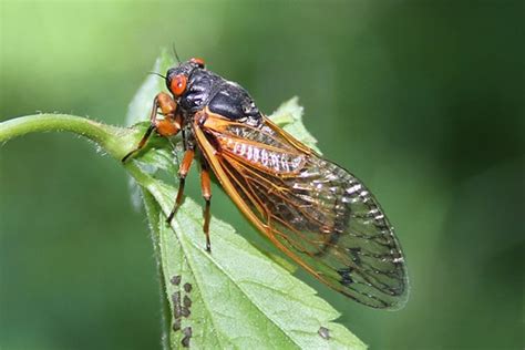 con ve | Xc ve su c g c bit