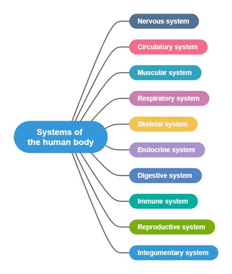 Concept Map Body Systems