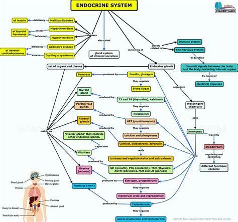 Concept Map For Endocrine System