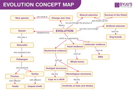 Concept Map For Evolution With Answers