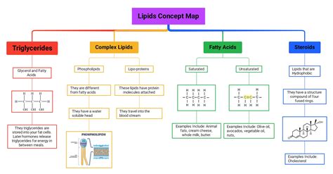 Concept Map Lipids