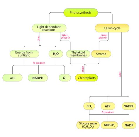 Concept Map Of Photosynthesis