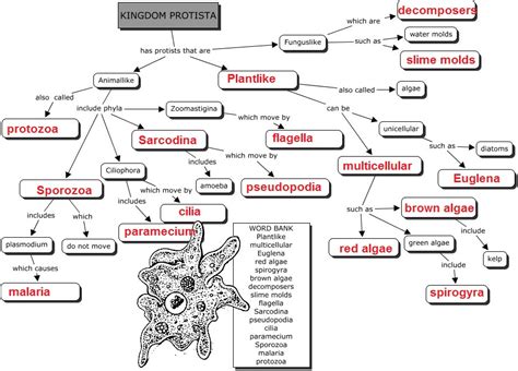 Concept Map Of Protista