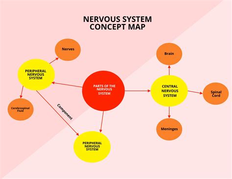 Concept Map Of The Nervous System