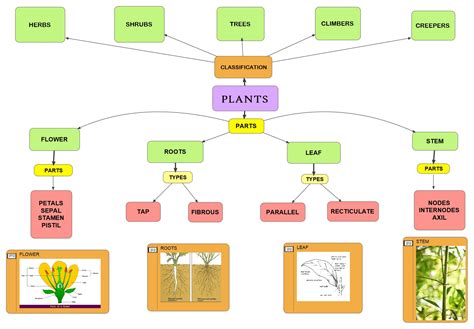 Concept Map Plants