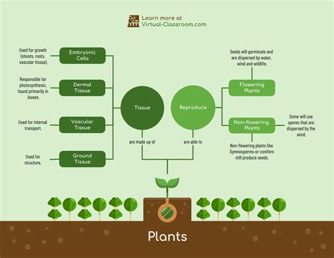 Concept Mapping Plant Structure Holt Biology Kangfuore