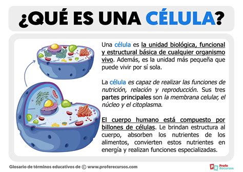 Concepto De Celula