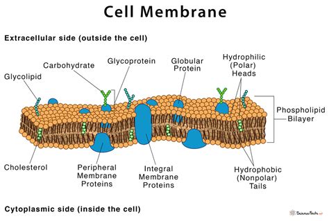 Read Conceptual Design And Analysis Of Membrane Structures 