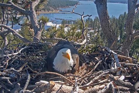 Concern Grows Over Bald Eagle Eggs That Have Animal Hatched From Egg - Animal Hatched From Egg