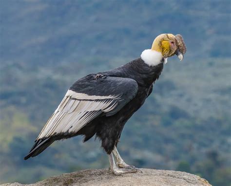 condor