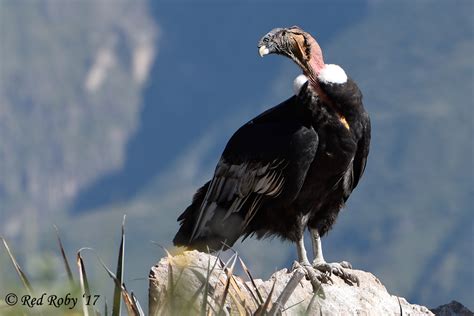 Condor Delle Ande