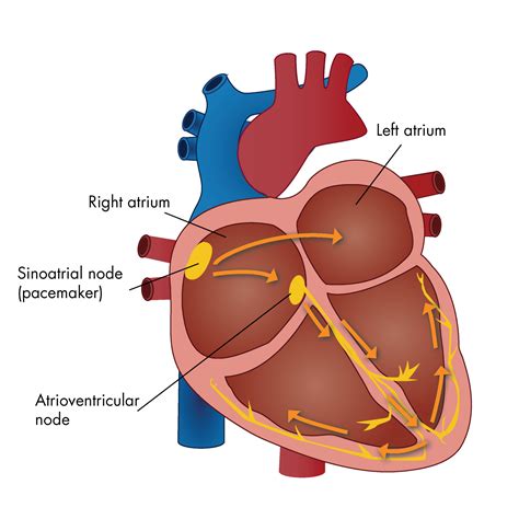 Conducting System Of The Heart Sa Node Teachmeanatomy Cardiac Conduction Worksheet Answers - Cardiac Conduction Worksheet Answers